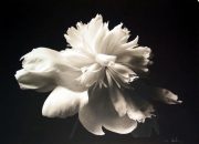 99a78867b812e3ae3aea5997eb984f2e