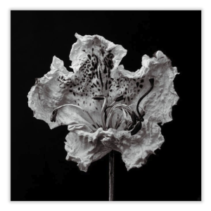 Captura de pantalla 2026-03-16 a la(s) 9.57.04 a.m.