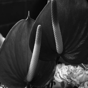 FOTO PEQUEÑA MITAD