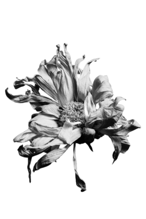 Flor Marchita Medusa