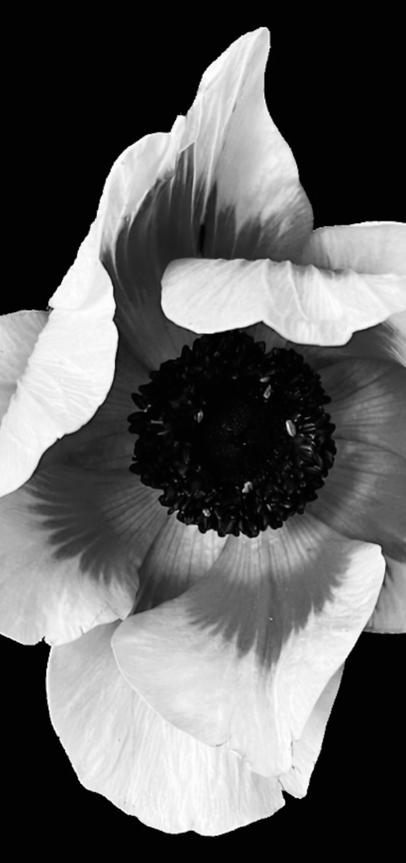 anemona_portafolio_4k