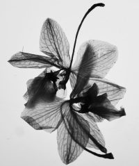 x-ray flowers